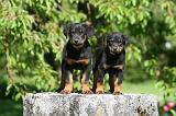 BEAUCERON - PUPPIES 349